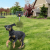 Solar Ultrasonic Bird And Dog Repeller Infrared Light - Image 7